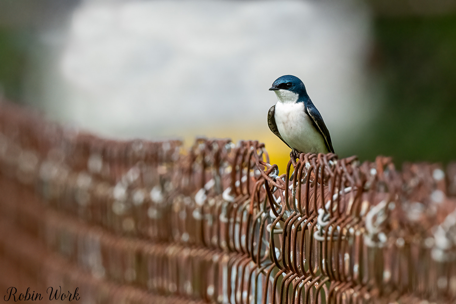 RD5_1843-Edit-Edit.jpg