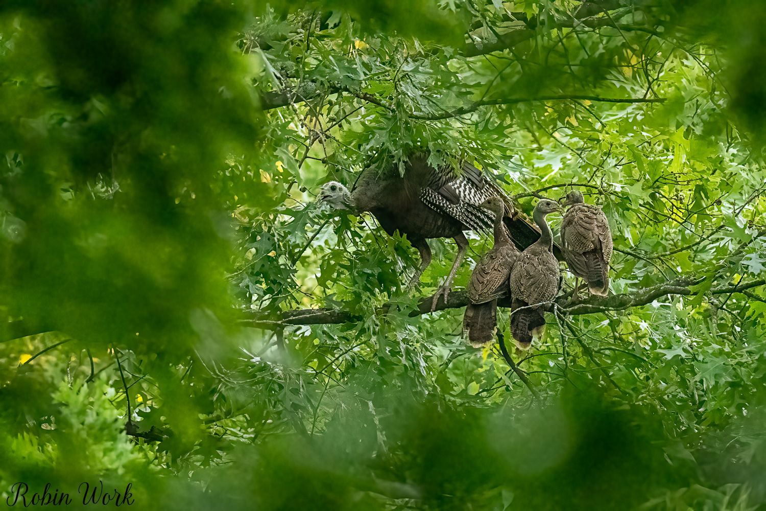 RD5_1872-Edit.jpg