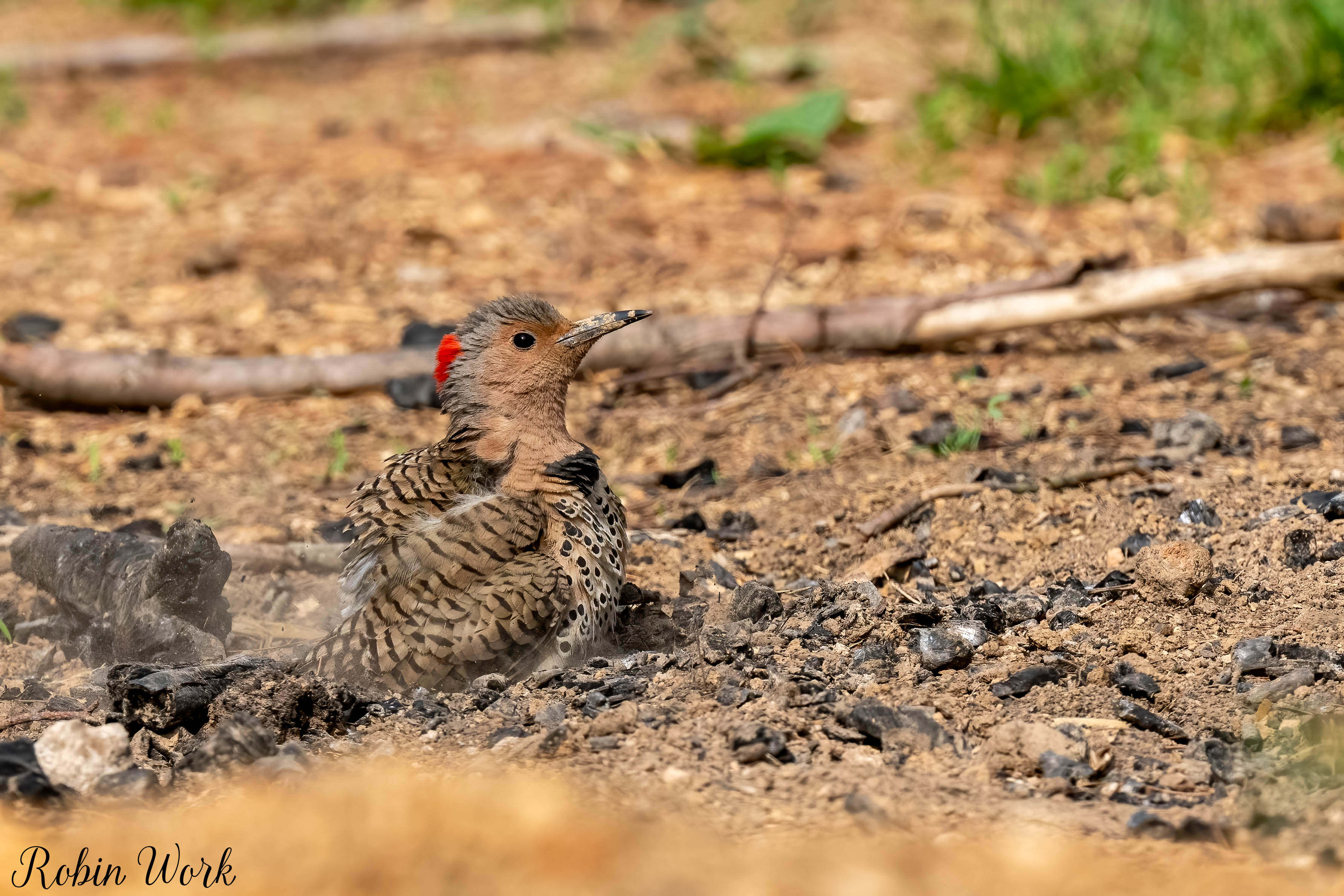 RD5_1883-Edit.jpg