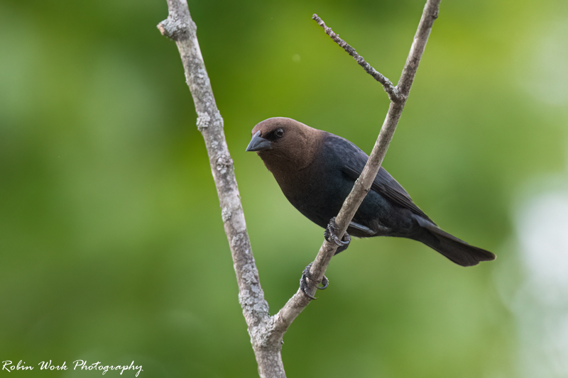 RD5_1894-Male Cowbird.jpg