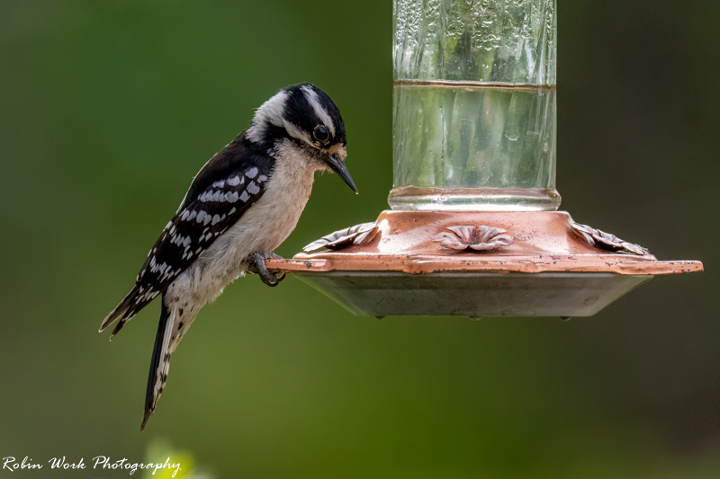RD5_1898-Downy Woodpecker.jpg