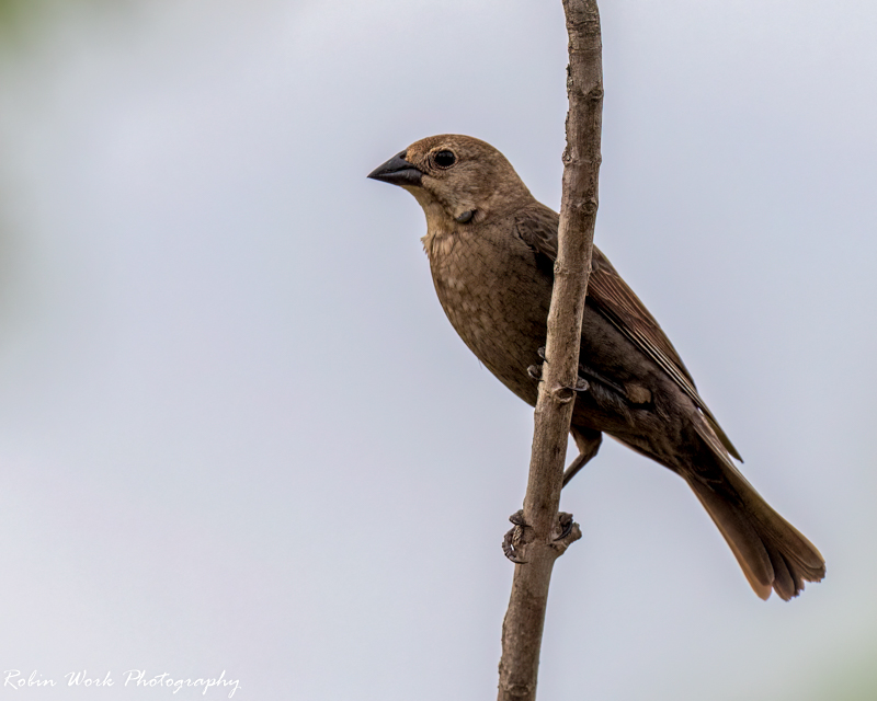 RD5_1908-Female Cowbird.jpg