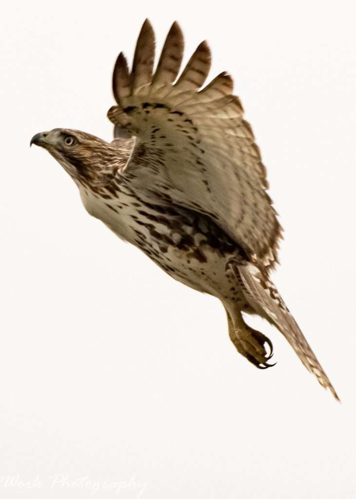 RD5_2038.jpg