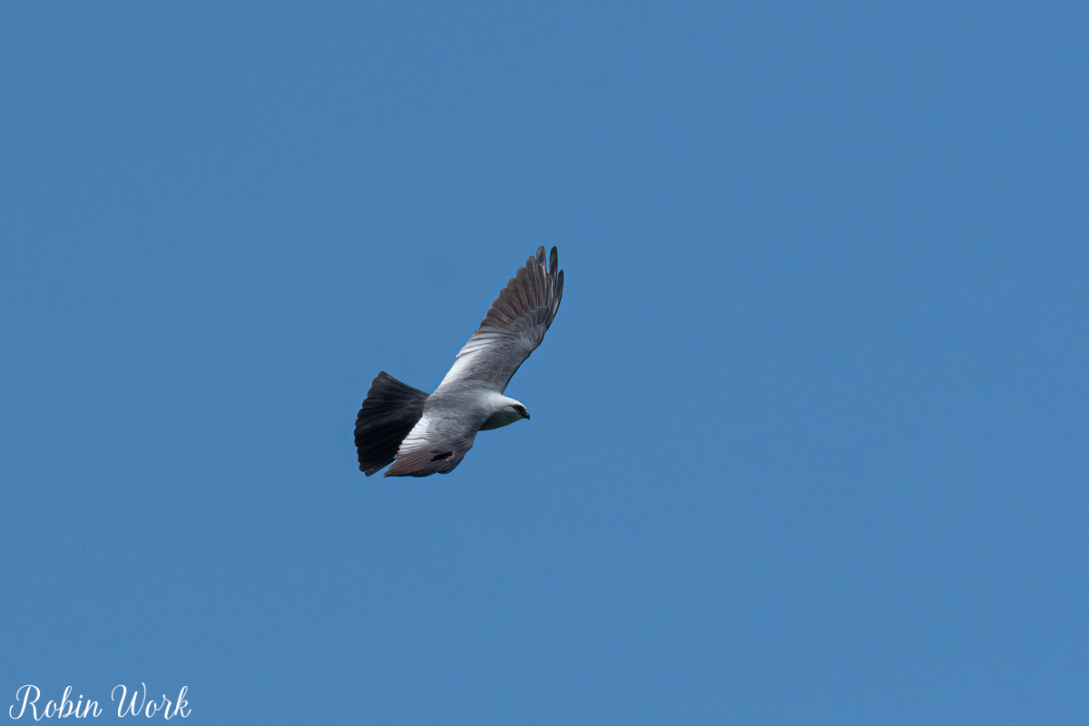 RD5_2049-Edit.jpg