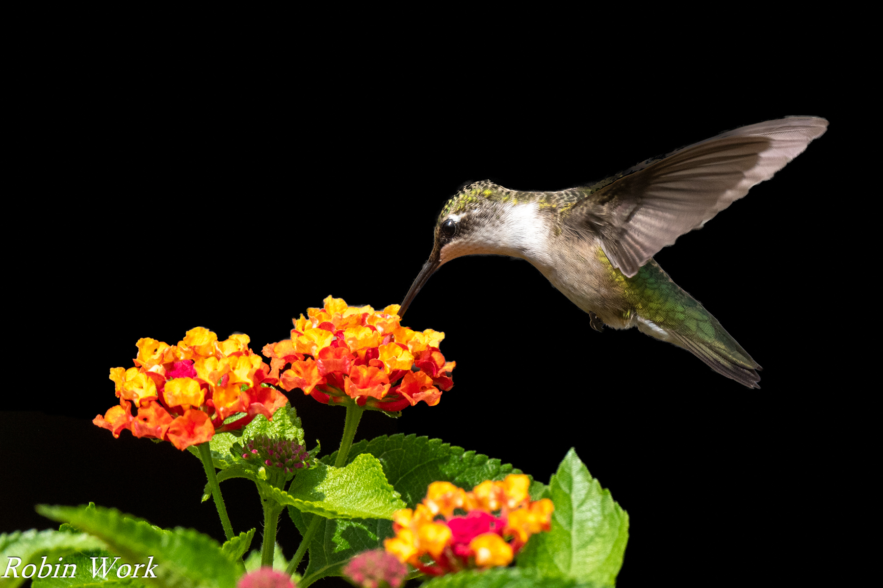 RD5_2151-Edit.jpg