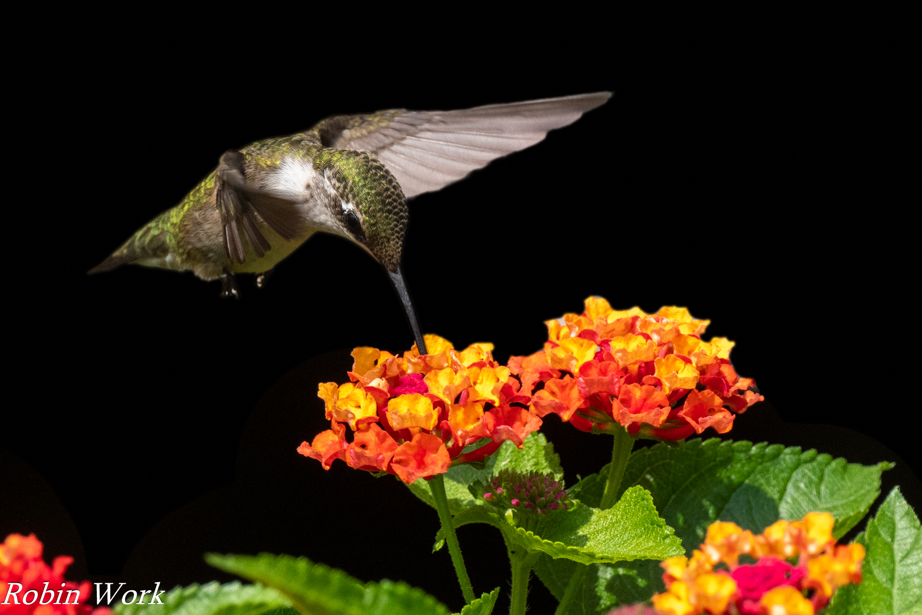 RD5_2158-Edit.jpg