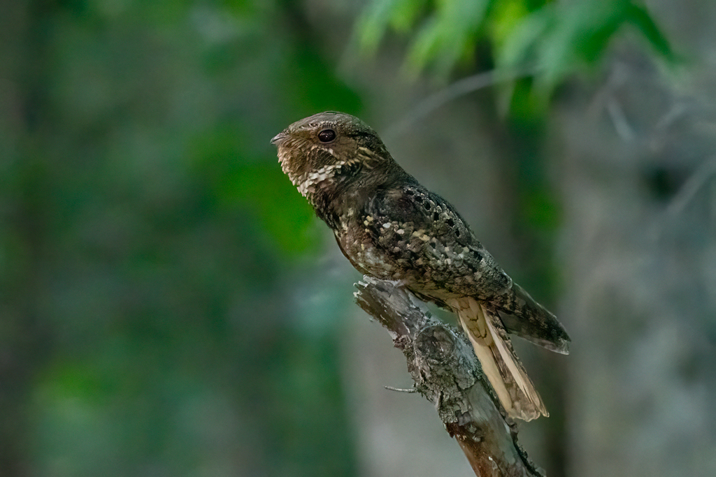 RD5_2186-Edit.jpg