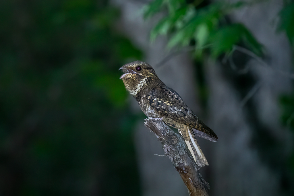 RD5_2196-Edit.jpg