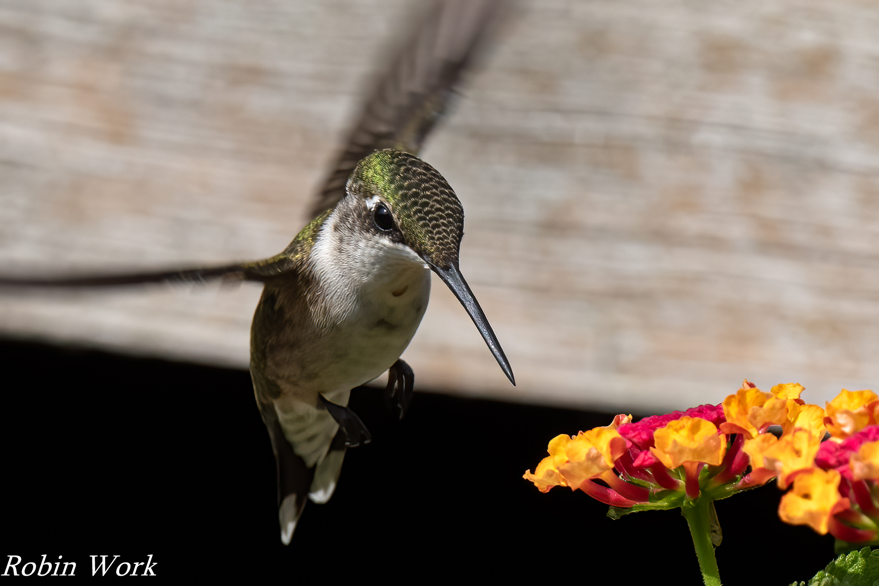 RD5_2198-Edit.jpg