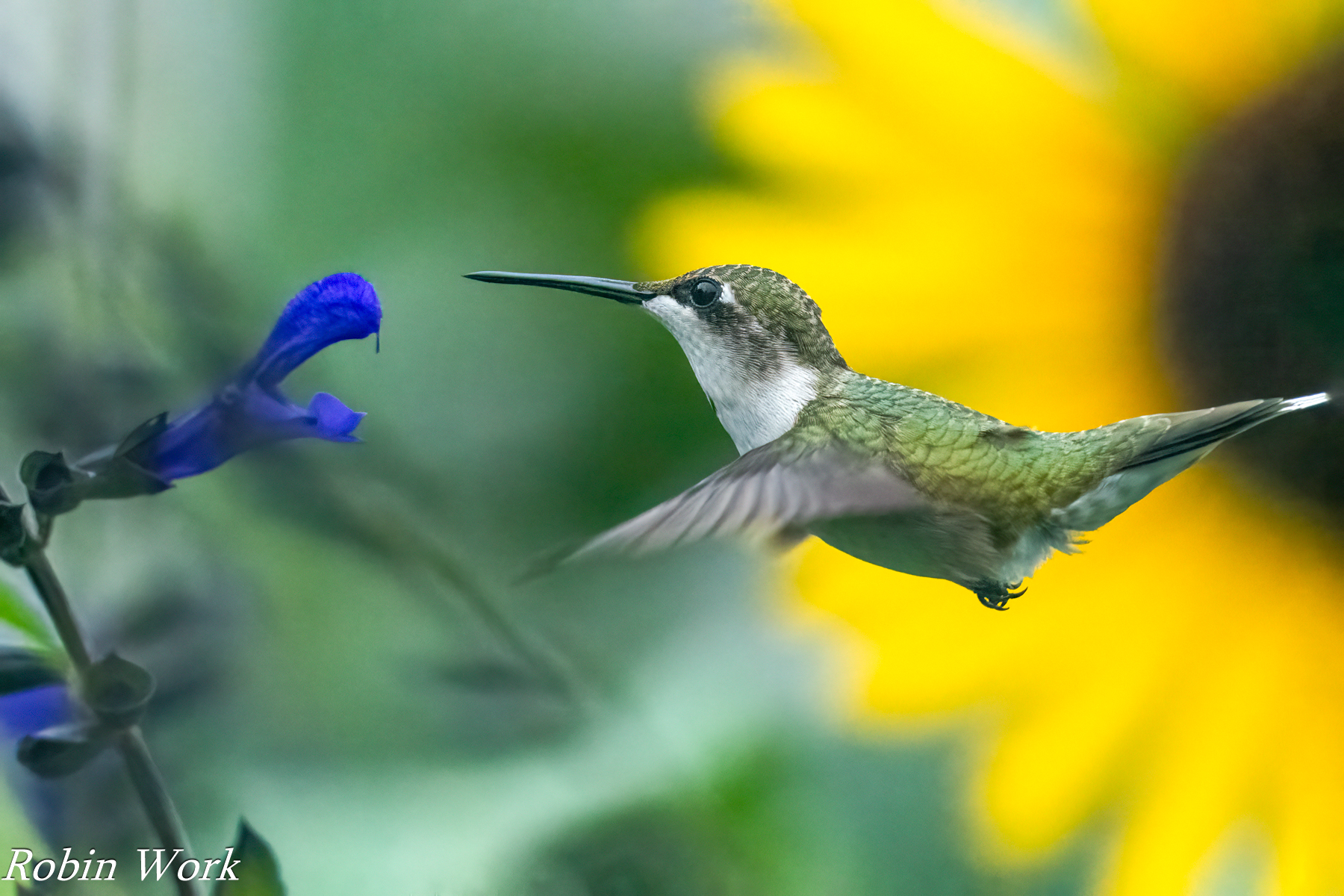 RD5_2209-Edit.jpg