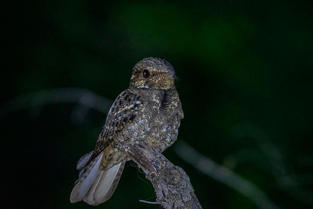 RD5_2234-Edit-Edit.jpg