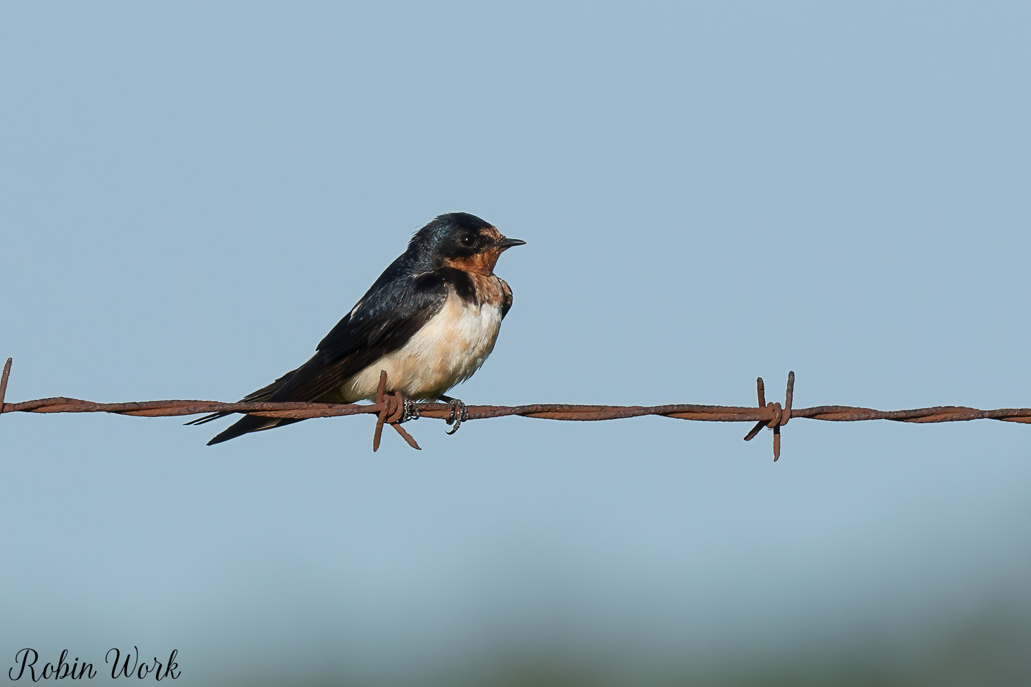 RD5_2395-Edit.jpg
