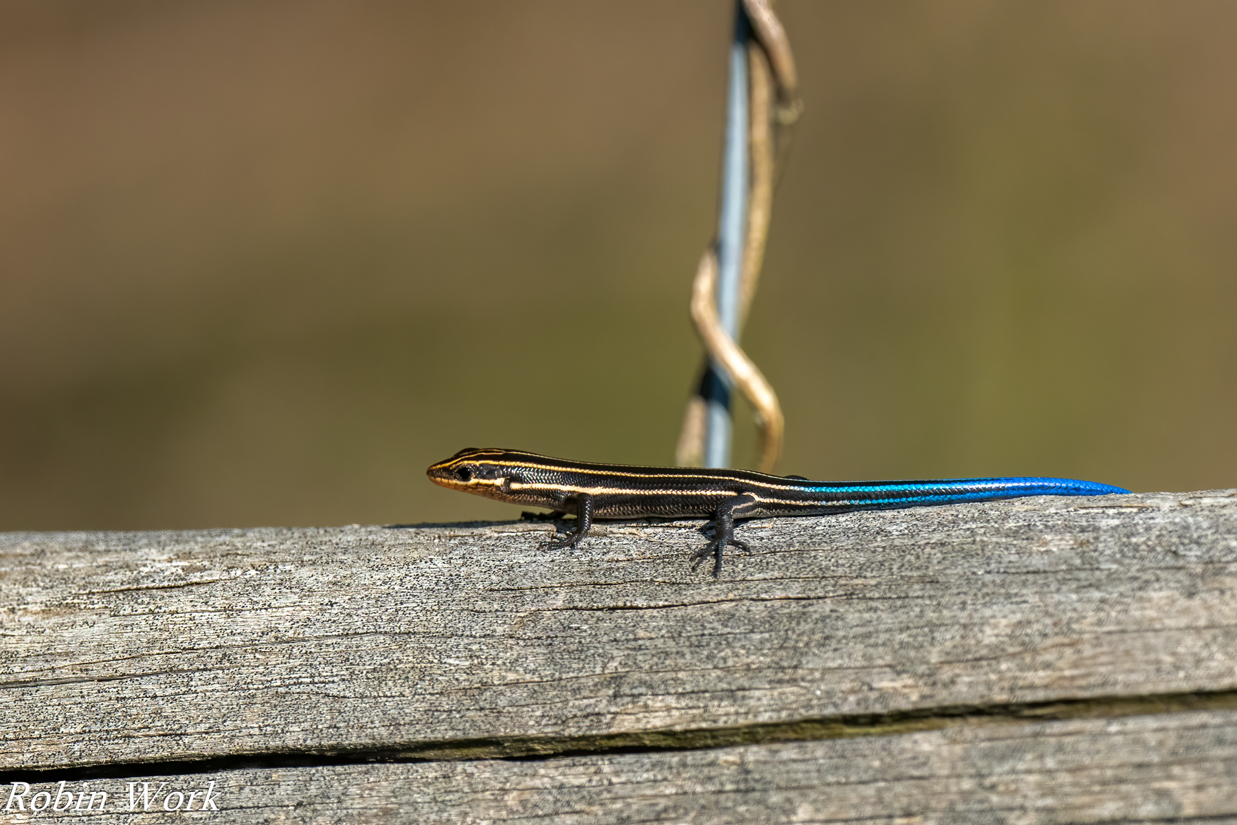 RD5_2437-Edit.jpg