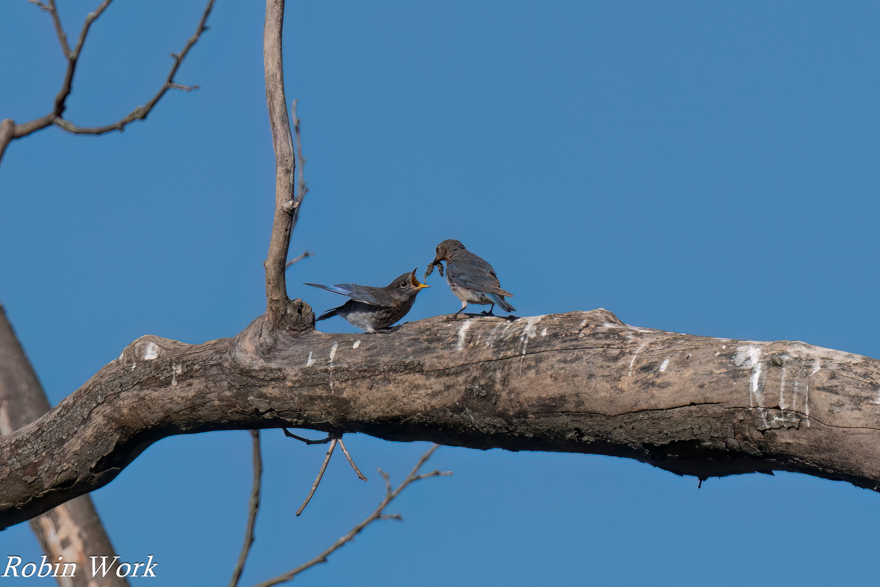 RD5_2456-Bluebird feeding.jpg