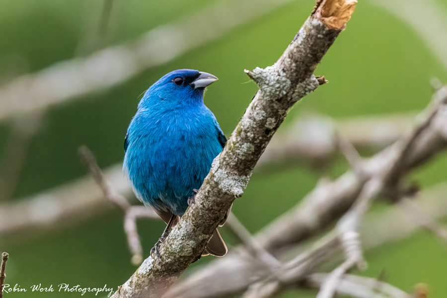 Indigo Bunting