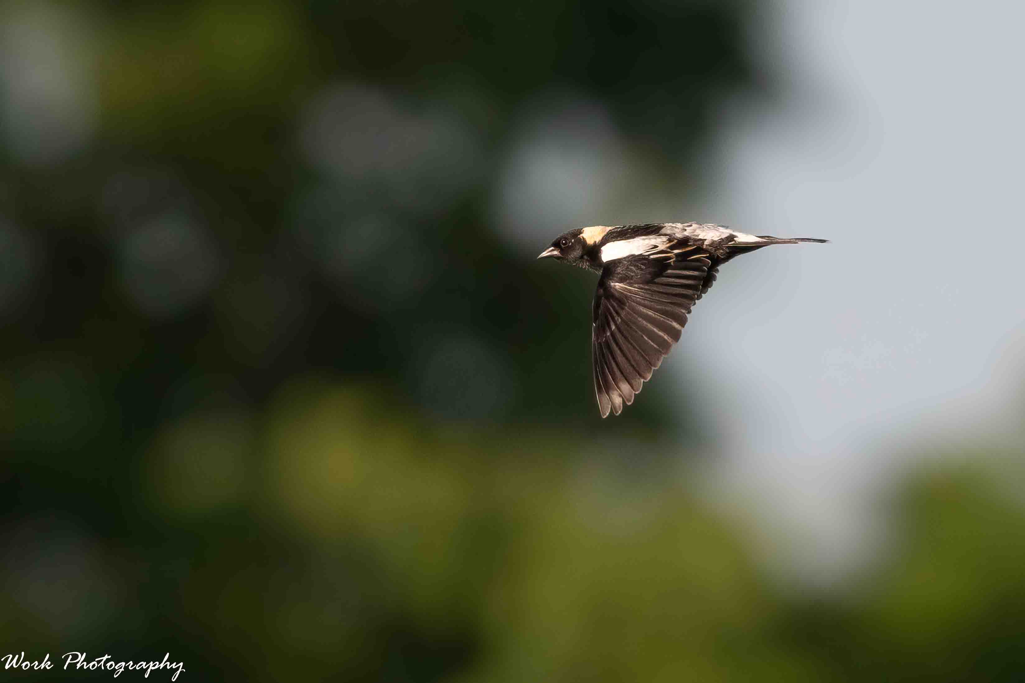 RD5_2548-Bobolink.jpg