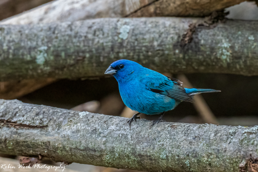 Indigo Bunting
