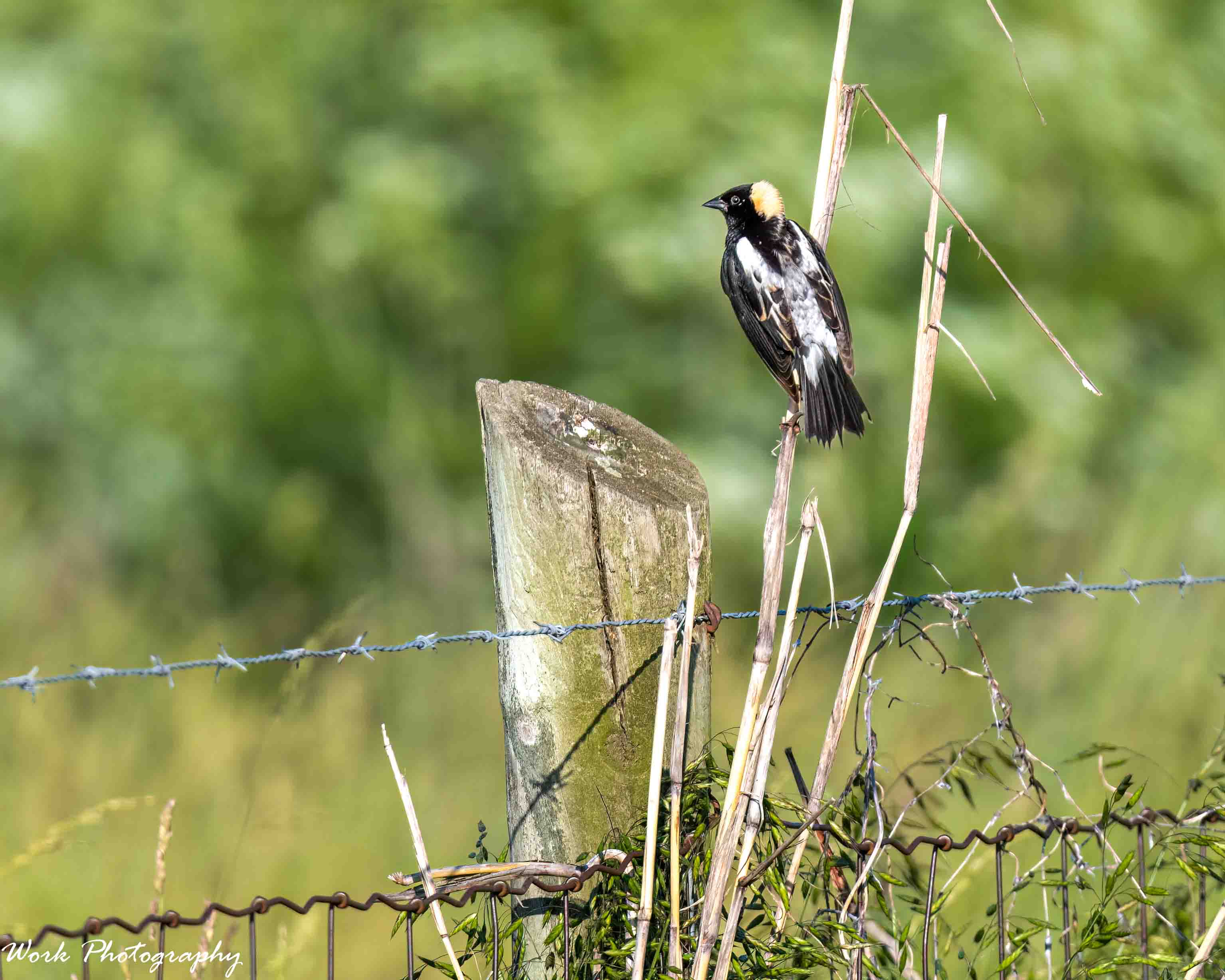 RD5_2556-Bobolink.jpg