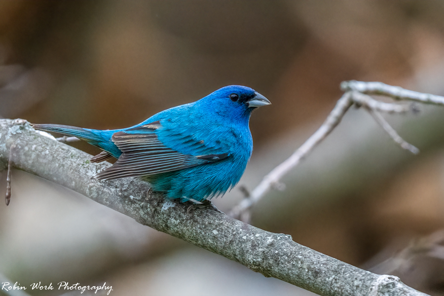 Indigo Bunting