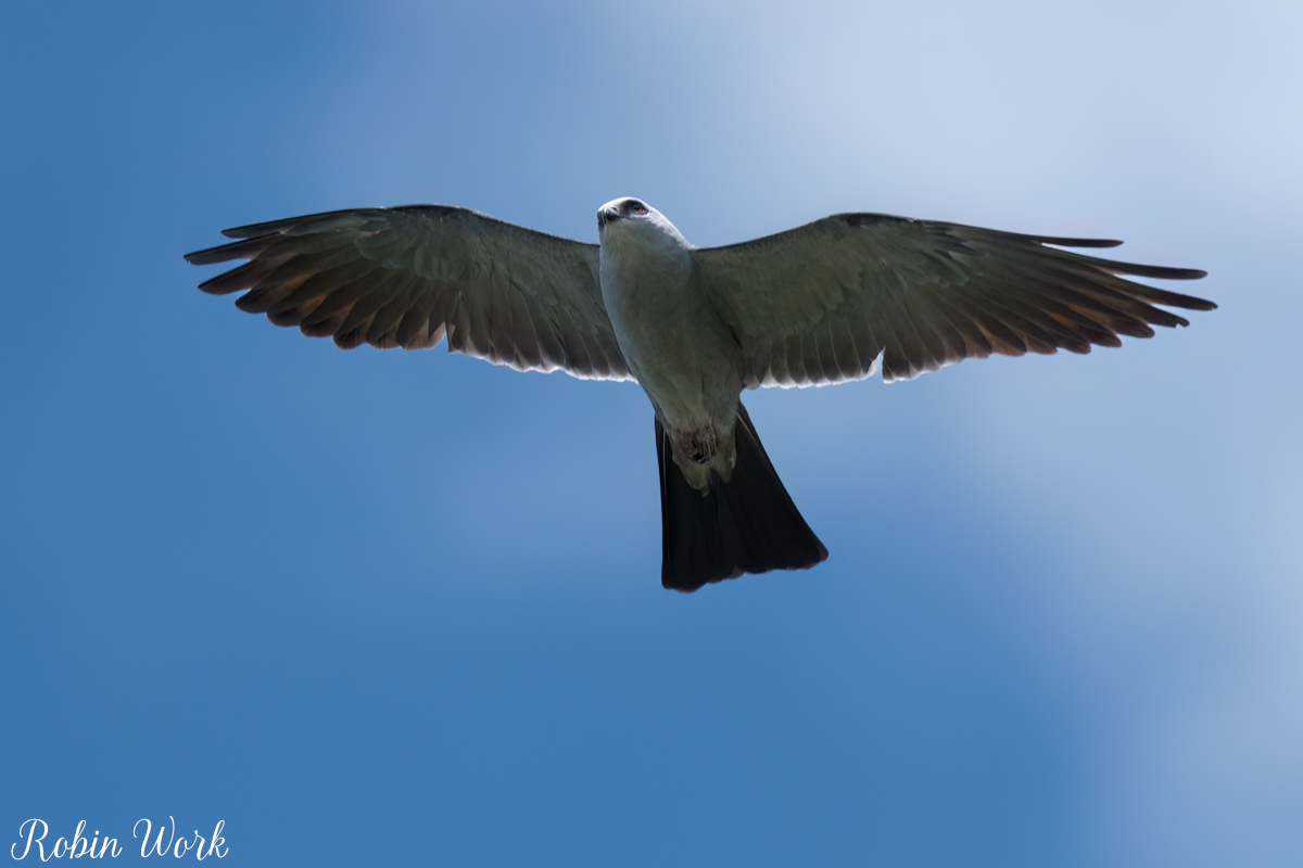 RD5_2562-Edit.jpg