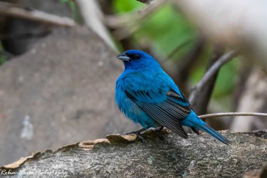 Indigo Bunting