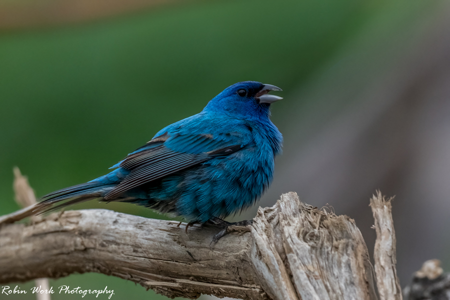 Indigo Bunting