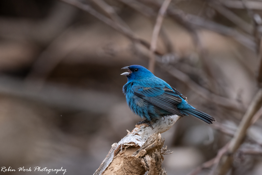 Indigo Bunting