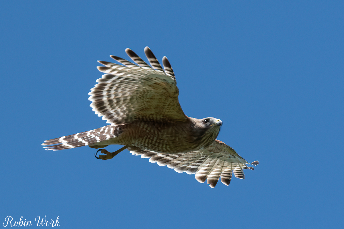 RD5_2596-Edit.jpg