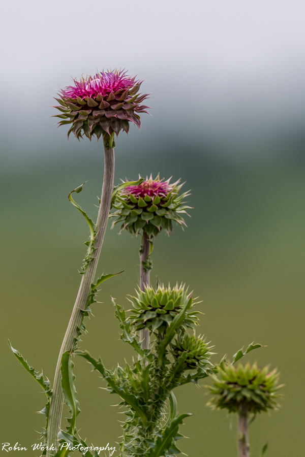 RD5_2660-Thistle.jpg