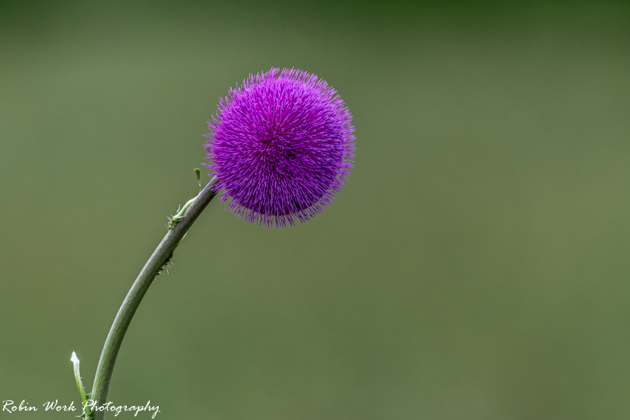 RD5_2663-Thistle.jpg