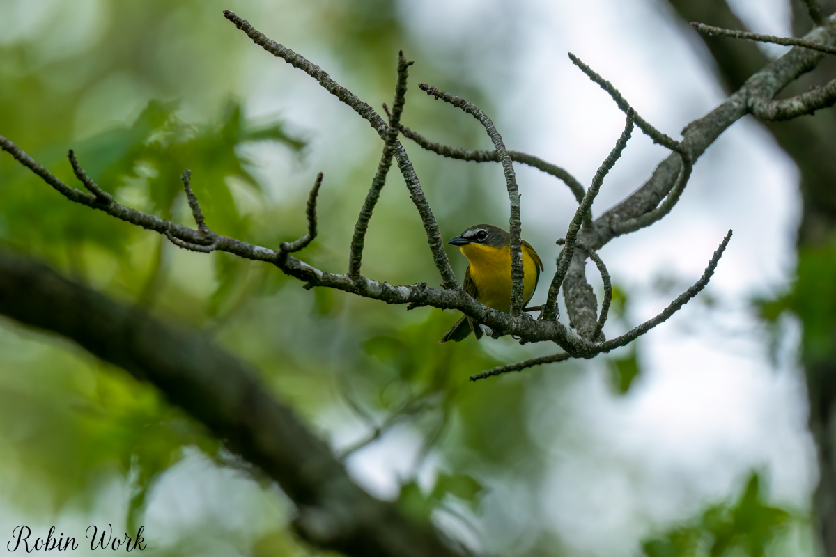 RD5_2697-Edit.jpg