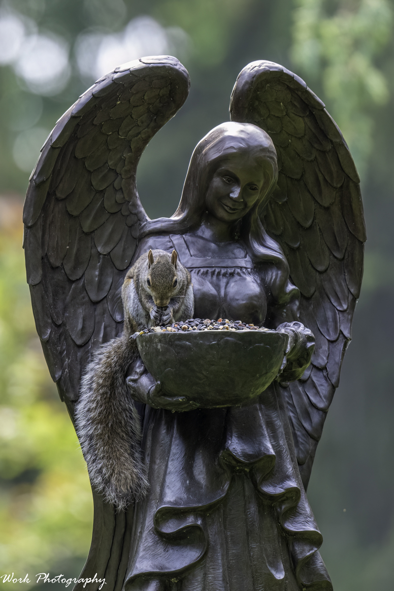RD5_2714-Praying Squirrel.jpg