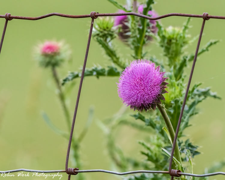 RD5_2718-Thistle.jpg