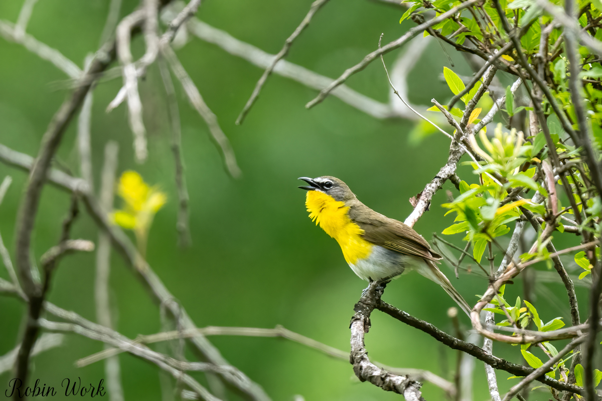 RD5_2796-Edit.jpg