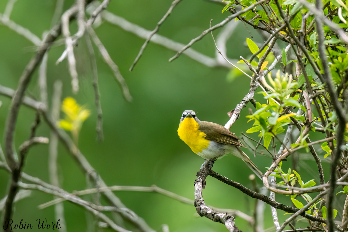 RD5_2807-Edit.jpg