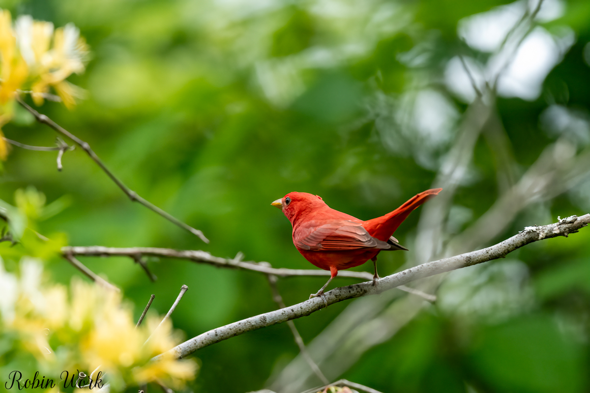 RD5_2809-Edit.jpg