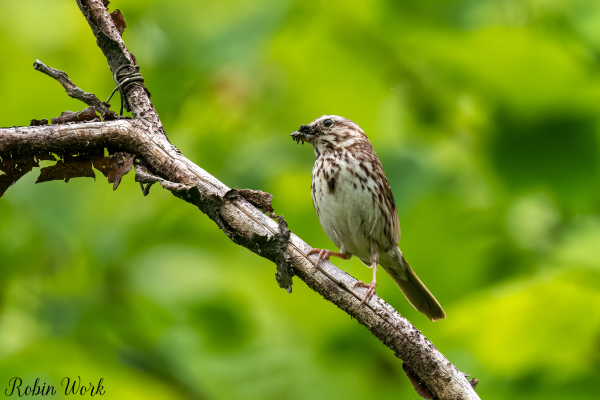 RD5_2844-Edit.jpg