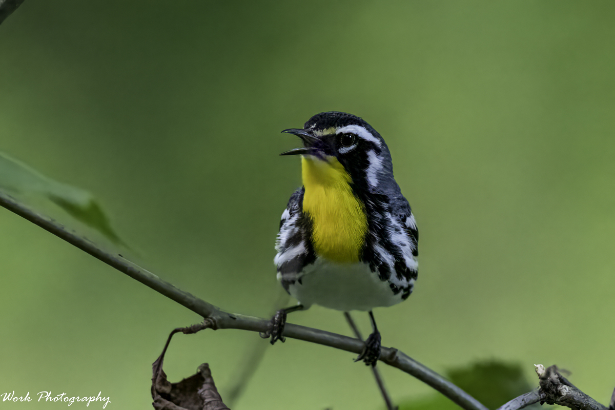 RD5_2938-Yellow Throated Warbler.jpg