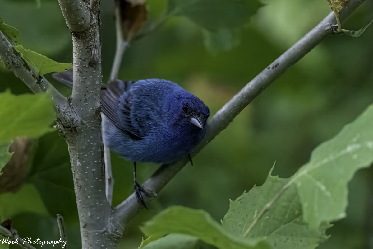 RD5_2949-Indigo Bunting.jpg