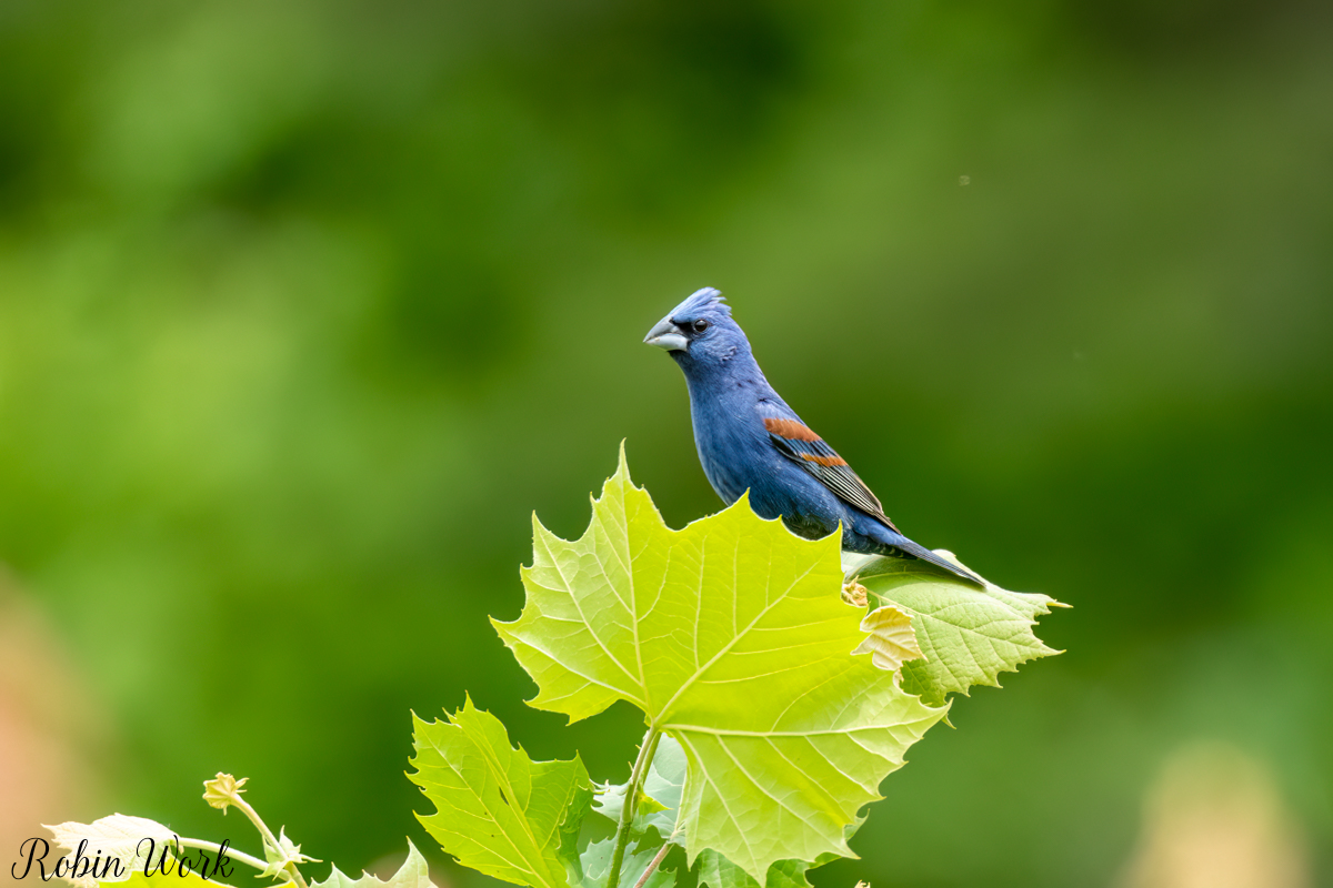 RD5_2950-Edit.jpg