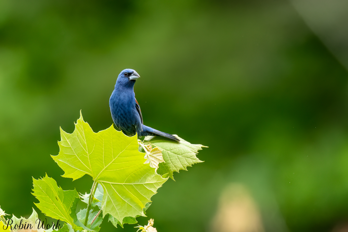 RD5_2952-Edit.jpg