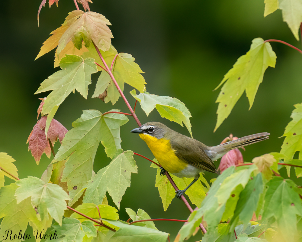 RD5_3077-Edit.jpg