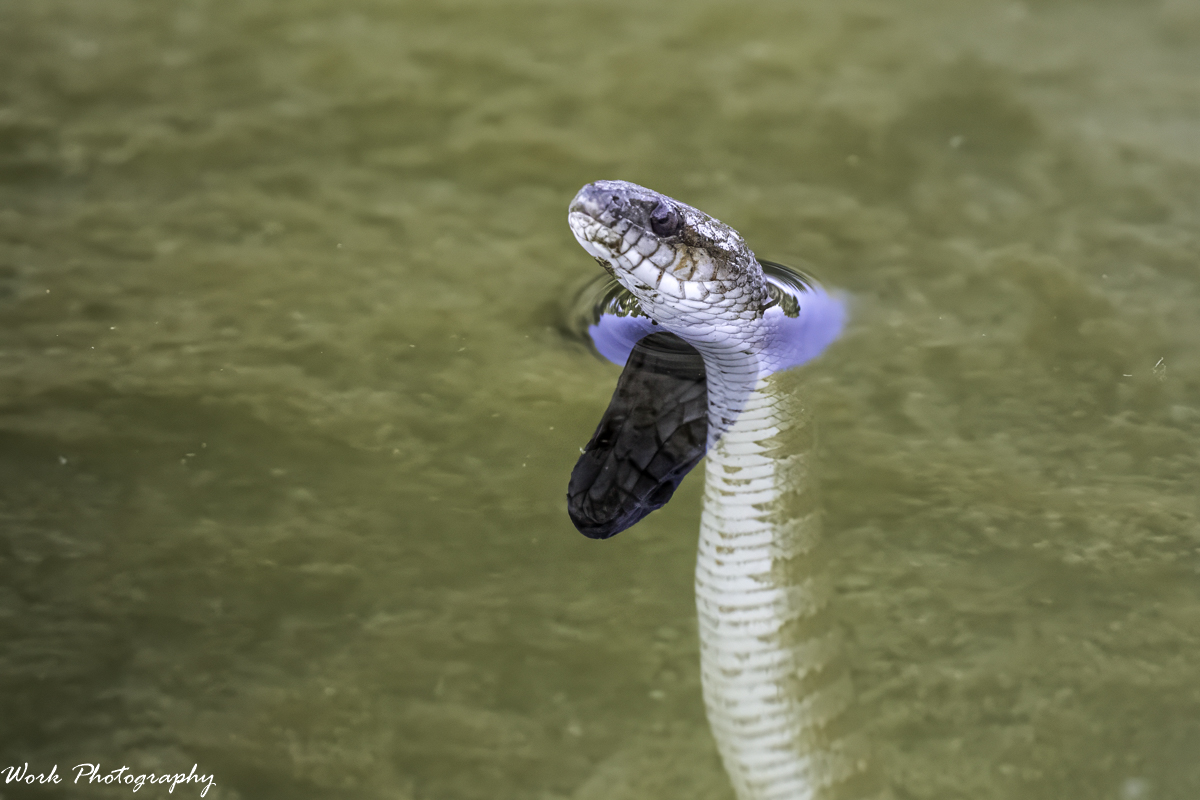 RD5_3080-snake.jpg