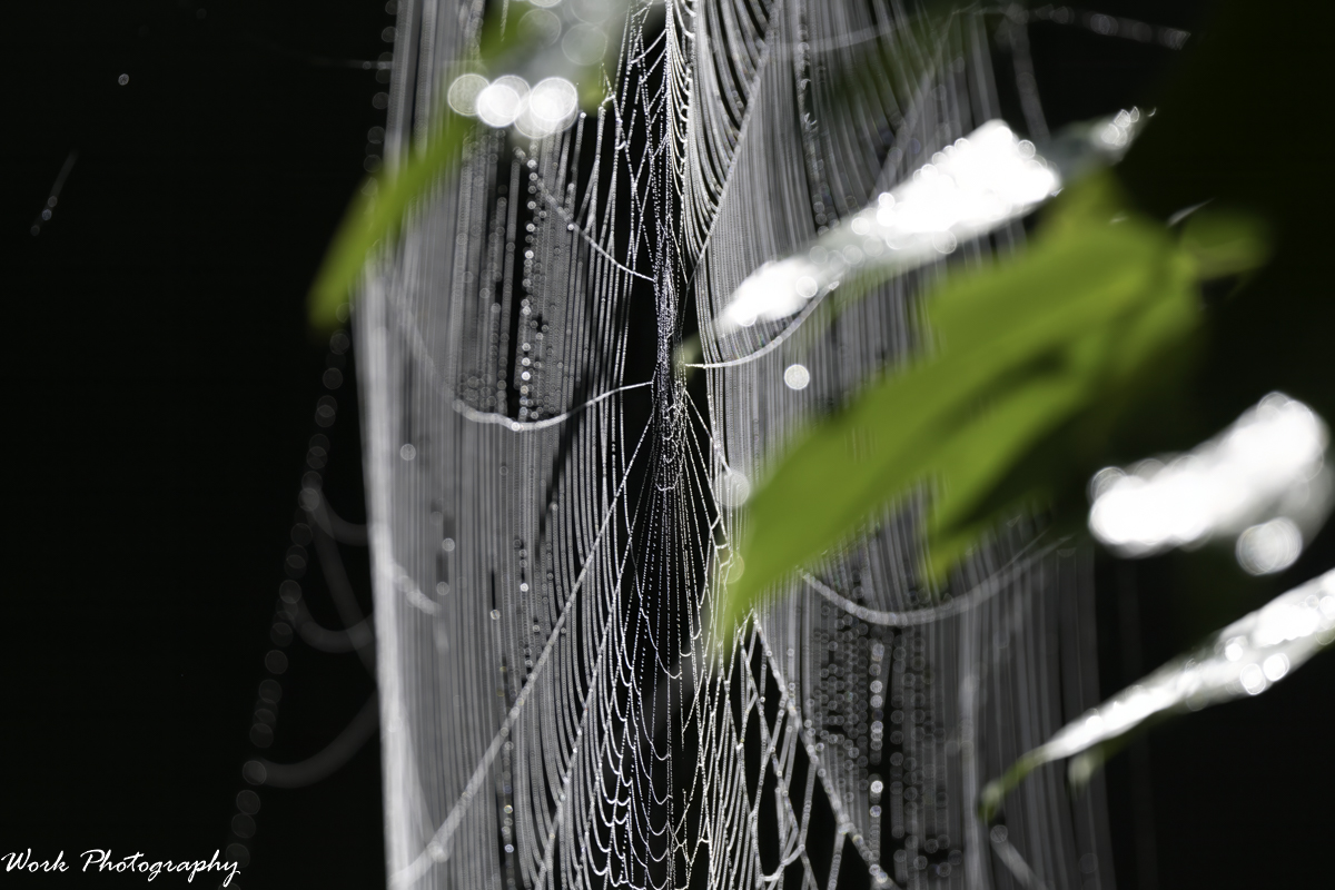 RD5_3089-spiderweb.jpg