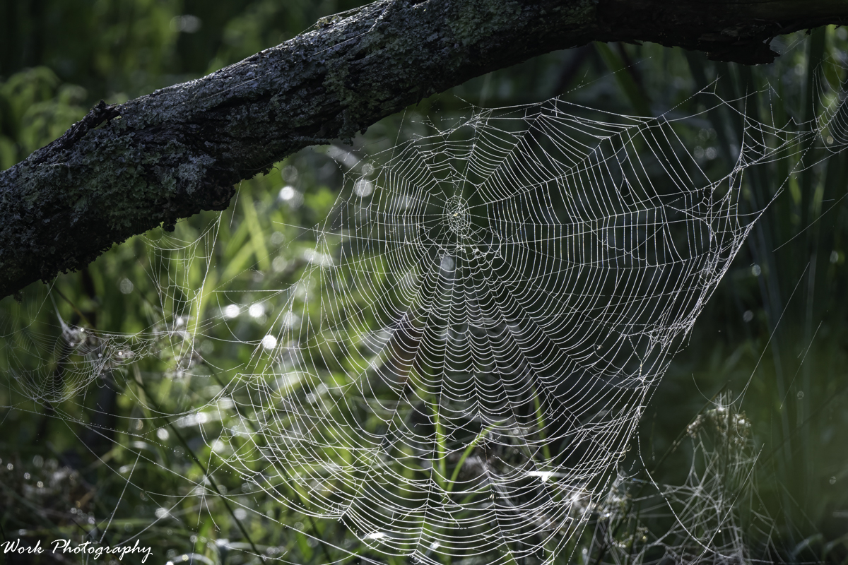 RD5_3090-Spider web.jpg