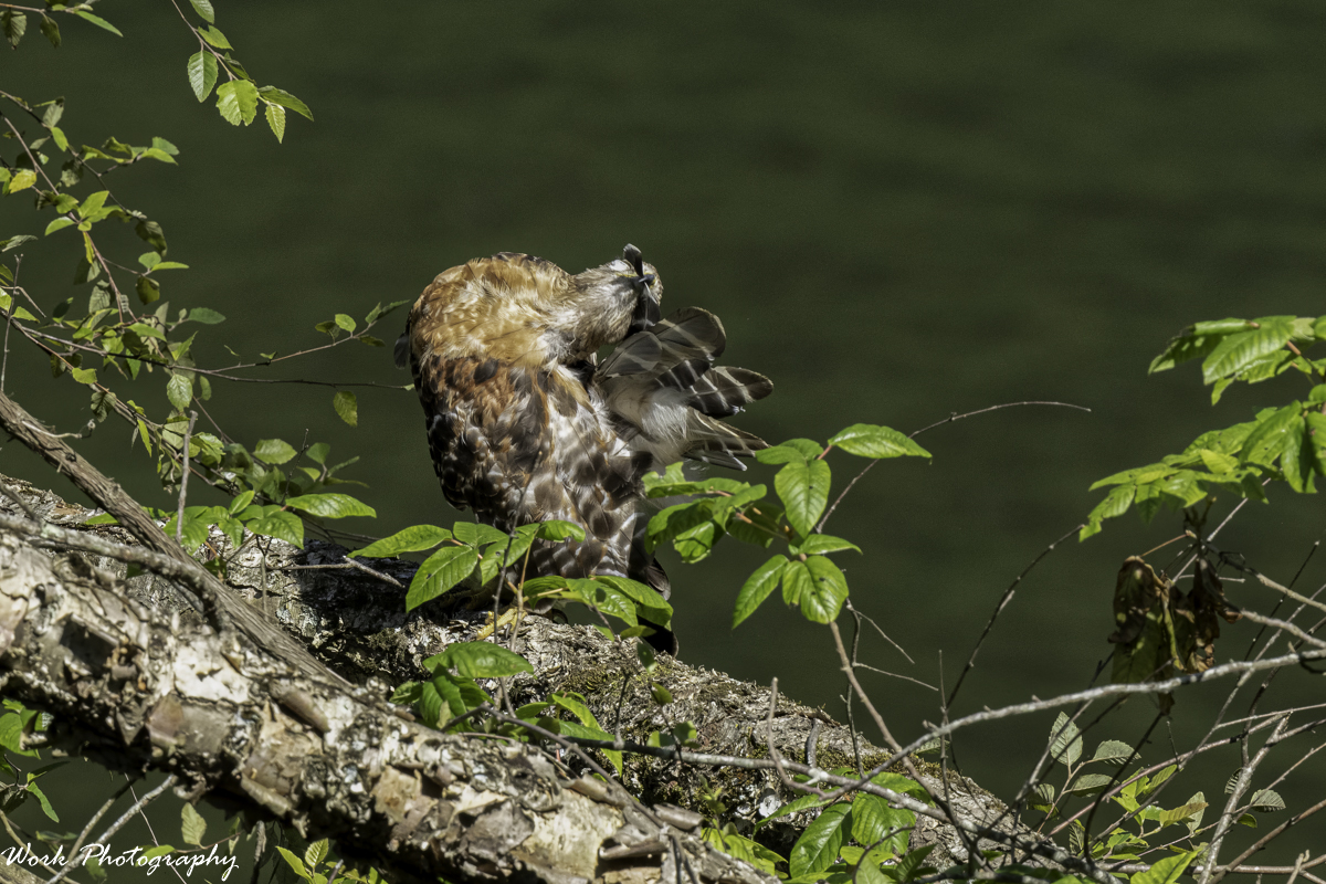 RD5_3158-Red Shouldered Hawk preening.jpg