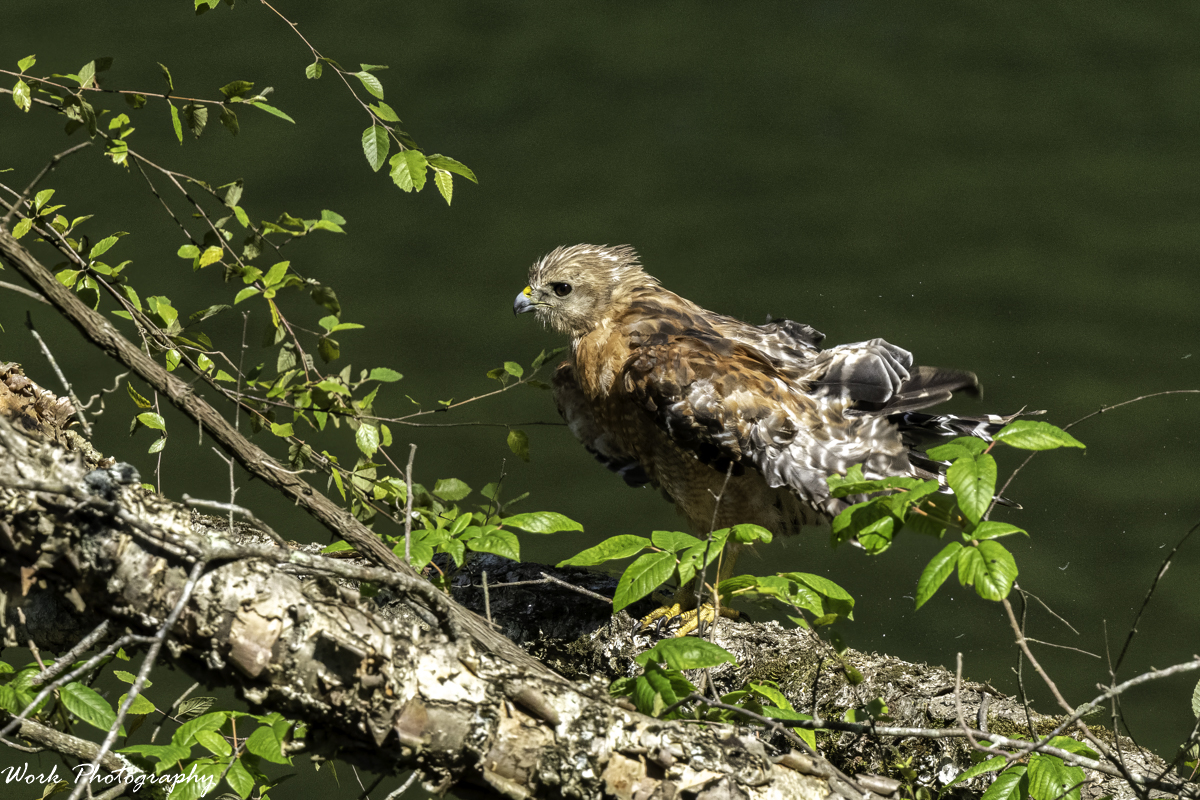 RD5_3175-Red Shouldered Hawk.jpg