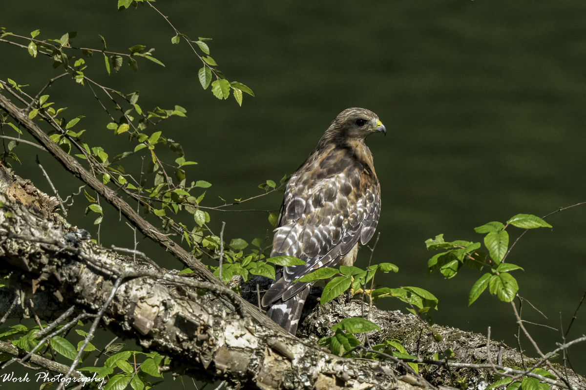 RD5_3179-Red Shouldered Hawk.jpg