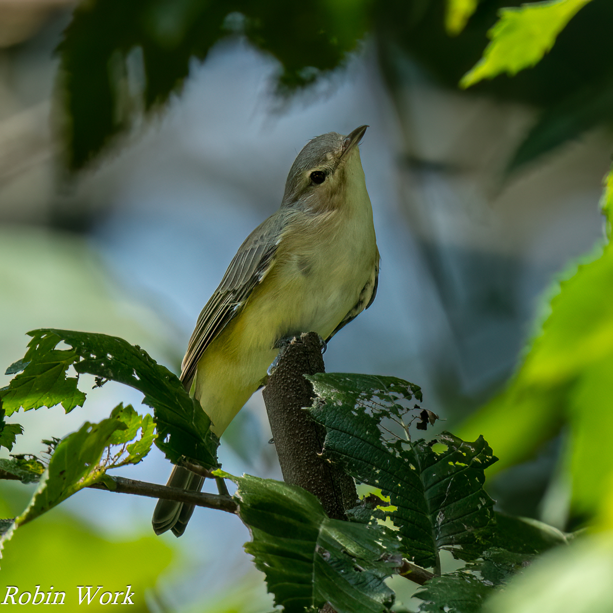 RD5_3232-Edit.jpg