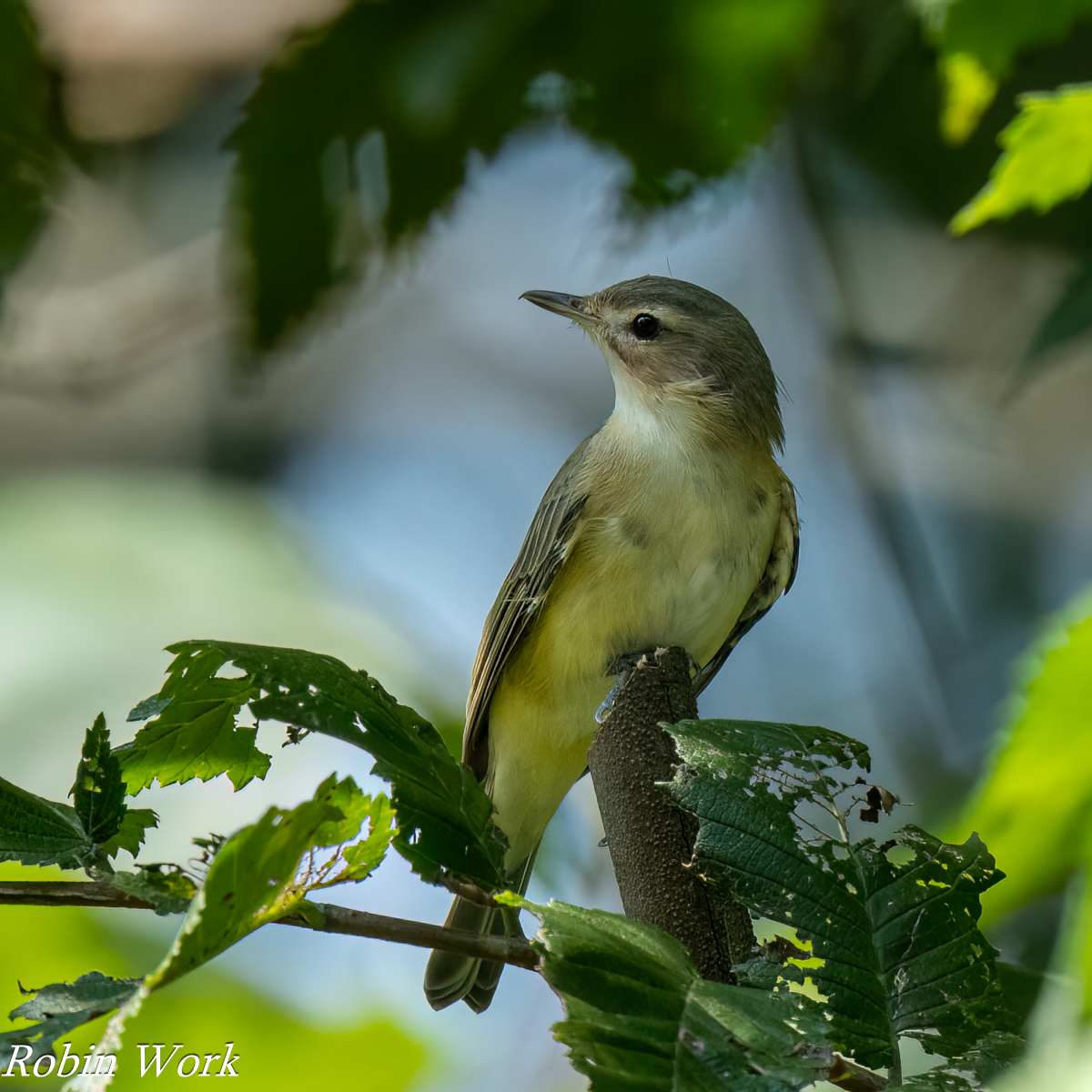 RD5_3235-Edit.jpg